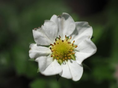 Çiçek açan çilek çiçeği. Yaklaş.