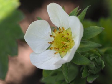 Çiçek açan çilek çiçeği. Yaklaş.