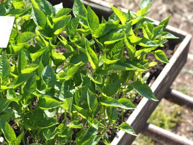 Köy panayırında biber fideleri satılıyor.