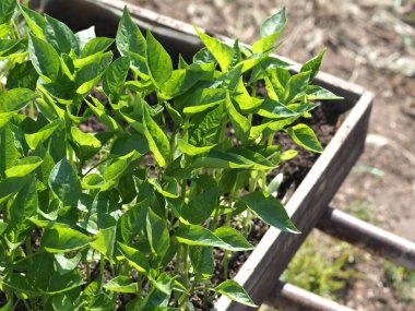 Köy panayırında biber fideleri satılıyor.