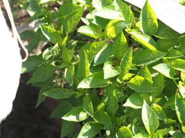 Köy panayırında biber fideleri satılıyor.