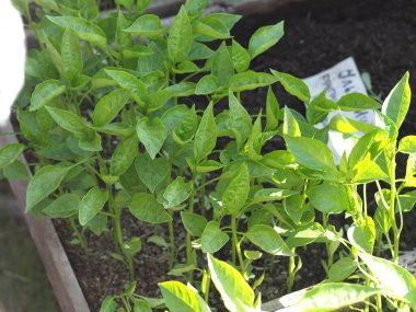 Köy panayırında biber fideleri satılıyor.