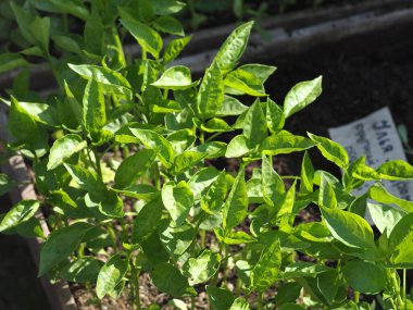 Köy panayırında biber fideleri satılıyor.