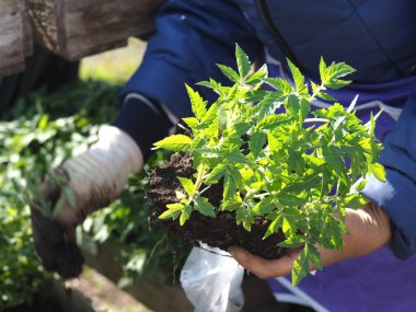 Kırsal kesimde domates fideleri satışı