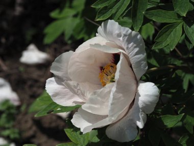 Ağaçlardaki şakayık çiçekleri güneşe yakın.