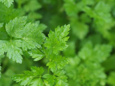 Maydanoz yaprakları açık alanda yakındır.