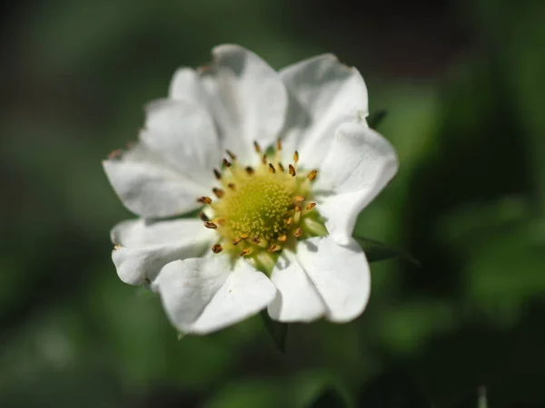 Blommande Jordgubbsblomma Närbild — Stockfoto