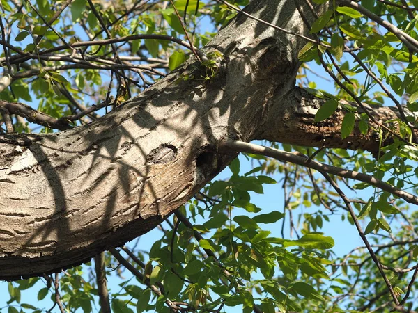 Creux Dans Une Branche Noix Avec Des Feuilles Fleuries Sur — Photo