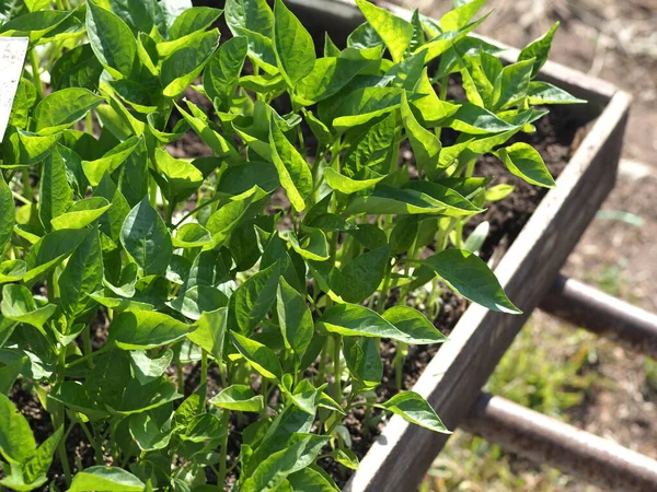 Köy panayırında biber fideleri satılıyor.