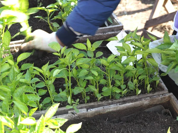 Sale Sweet Pepper Seedlings Village Fair — Photo