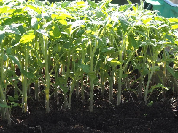 Sale Tomato Seedlings Rural Market — 스톡 사진