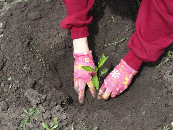 Kobieta Różowych Rękawiczkach Sadzonek Roślin Ogrodowych Otwartym Terenie — Zdjęcie stockowe