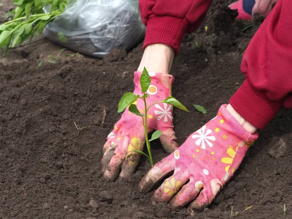 Kobieta Różowych Rękawiczkach Sadzonek Roślin Ogrodowych Otwartym Terenie — Zdjęcie stockowe