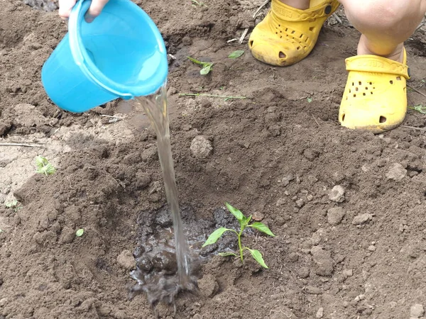 Dziecko Podlewa Sadzonki Ogrodzie Otwartym Terenie Niebieskim Wiadrem — Zdjęcie stockowe