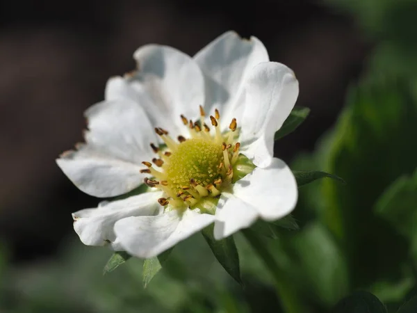 Blommande Jordgubbsblomma Närbild Stockbild