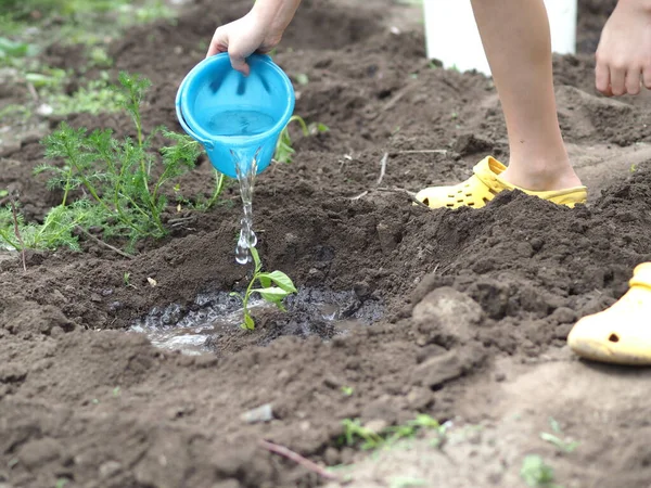 那孩子用蓝色的水桶浇灌花园的幼苗 图库照片