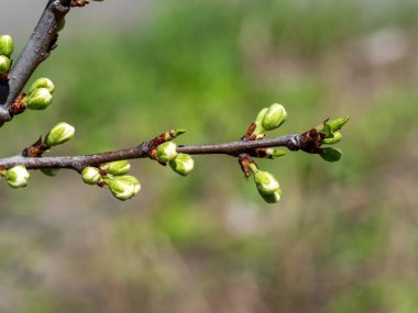 Çiçek açması gereken kiraz çiçeklerinin olduğu dallar.