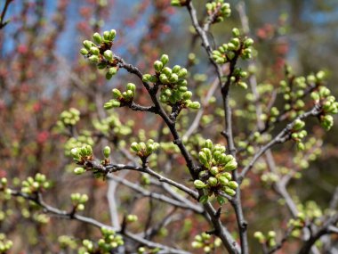 Çiçek açması gereken kiraz çiçeklerinin olduğu dallar.