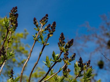 Mavi gökyüzüne karşı açması gereken leylak çiçeklerinin enfeksiyonu.