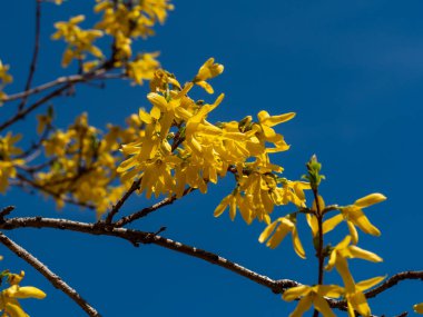 Mavi gökyüzünün arka planında çiçek açan