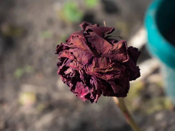 Dark Red Rose Which Overwintered Garden Open Ground Has Dried —  Fotos de Stock