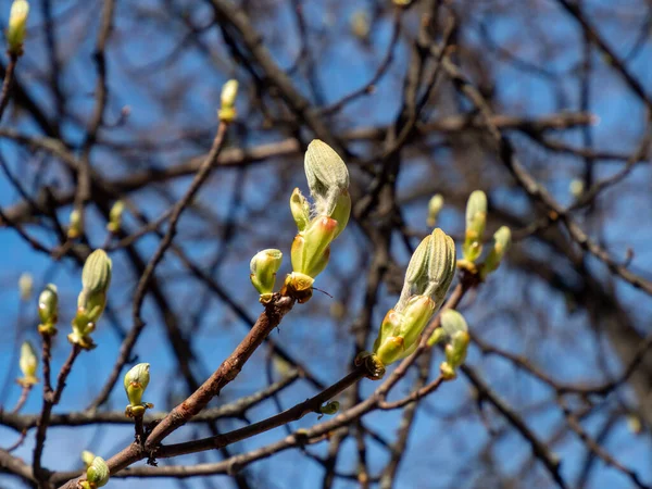 Horse Chestnut Branch Young Bright Green Leaves Blooming Bud Background — Foto de Stock