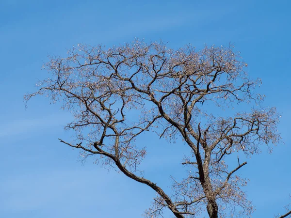 Acacia Tree Leaves Background Blue Sky — Foto Stock