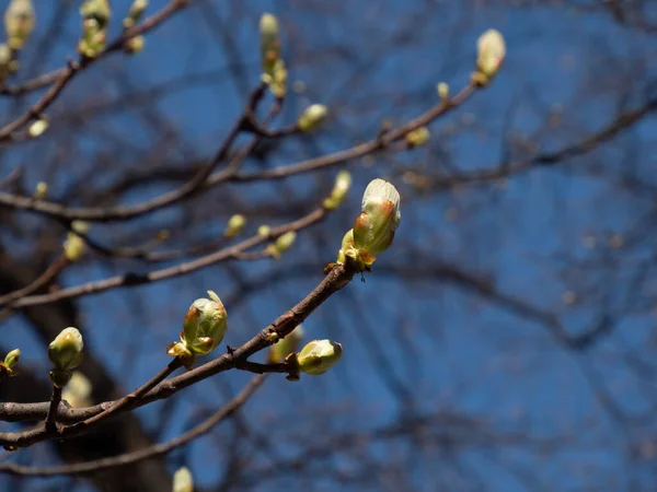 Horse Chestnut Branch Young Bright Green Leaves Blooming Bud Background — Stockfoto