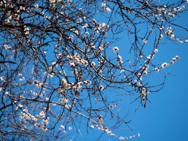 Branch Blossoming Apricots Background Blue Sky — Stockfoto