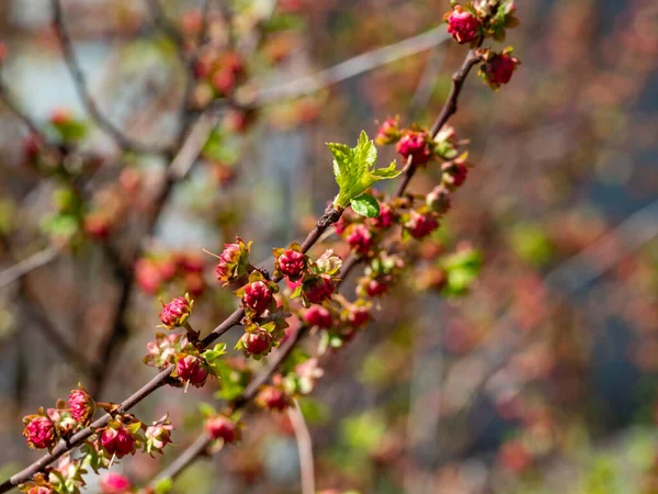 Pink Flower Japanese Apricot Almonds Green Leaves — Foto Stock