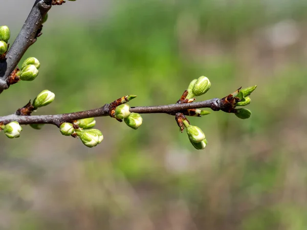 Branch Buds Cherry Blossoms Need Bloom — Stockfoto