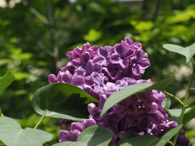 Leylak cilt yüzeyi, yenen yaprakların arka planına yakın.