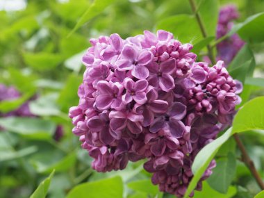 Leylak cilt yüzeyi, yenen yaprakların arka planına yakın.