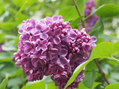 Leylak cilt yüzeyi, yenen yaprakların arka planına yakın.