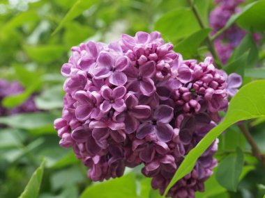 Leylak cilt yüzeyi, yenen yaprakların arka planına yakın.