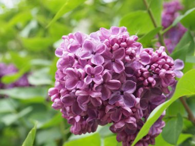 Leylak cilt yüzeyi, yenen yaprakların arka planına yakın.