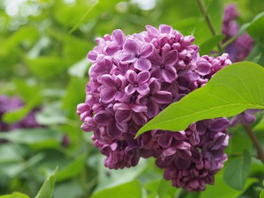 Leylak cilt yüzeyi, yenen yaprakların arka planına yakın.