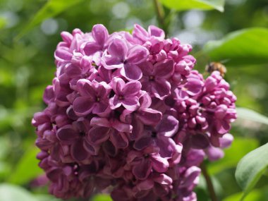 Leylak cilt yüzeyi, yenen yaprakların arka planına yakın.