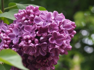 Leylak cilt yüzeyi, yenen yaprakların arka planına yakın.