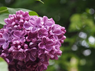 Leylak cilt yüzeyi, yenen yaprakların arka planına yakın.