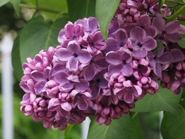 Leylak cilt yüzeyi, yenen yaprakların arka planına yakın.