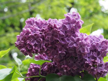 Leylak cilt yüzeyi, yenen yaprakların arka planına yakın.