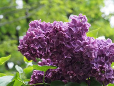 Leylak cilt yüzeyi, yenen yaprakların arka planına yakın.