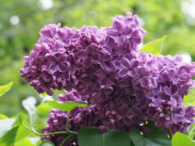 Leylak cilt yüzeyi, yenen yaprakların arka planına yakın.