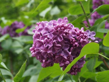 Leylak cilt yüzeyi, yenen yaprakların arka planına yakın.