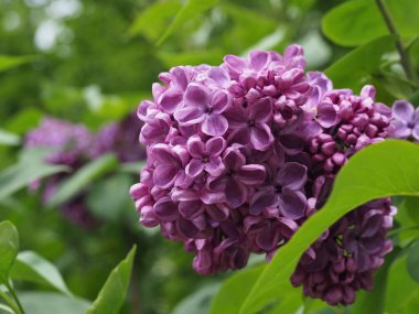 Leylak cilt yüzeyi, yenen yaprakların arka planına yakın.