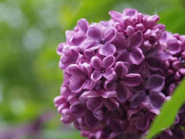 Leylak cilt yüzeyi, yenen yaprakların arka planına yakın.