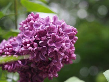 Leylak cilt yüzeyi, yenen yaprakların arka planına yakın.