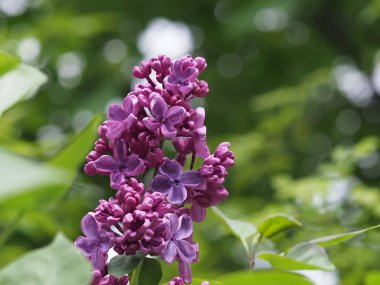 Leylak cilt yüzeyi, yenen yaprakların arka planına yakın.