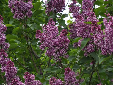 Eflatun cilt bakımı, beyaz ve mor çiçekli yeşil yaprakların arkaplanını kapatır